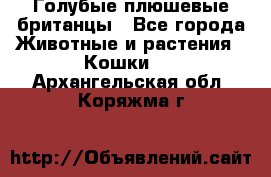 Голубые плюшевые британцы - Все города Животные и растения » Кошки   . Архангельская обл.,Коряжма г.
